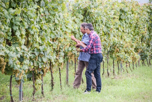 Cantina Contarato Azienda Agricola Contarato Carletto